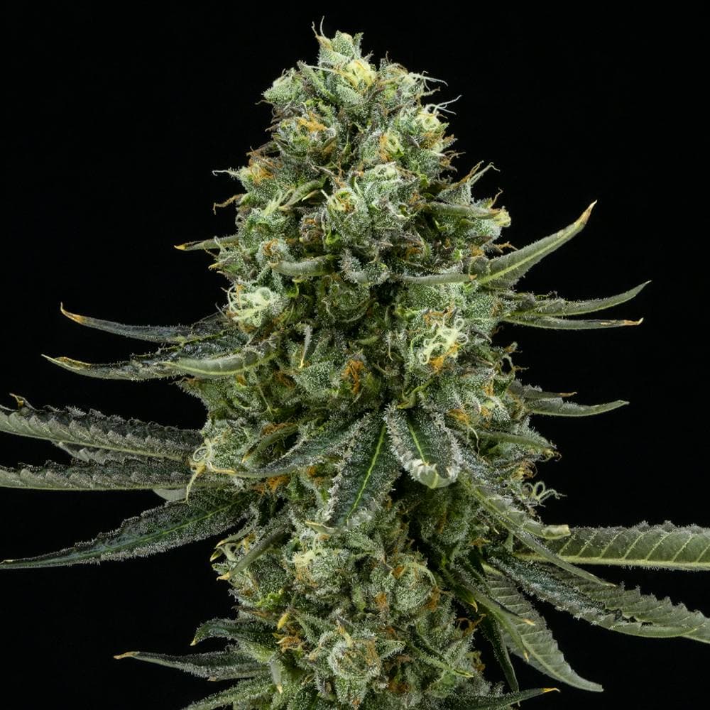 Lemoncello FloraCal Sativa Premium Flower (3.5g)