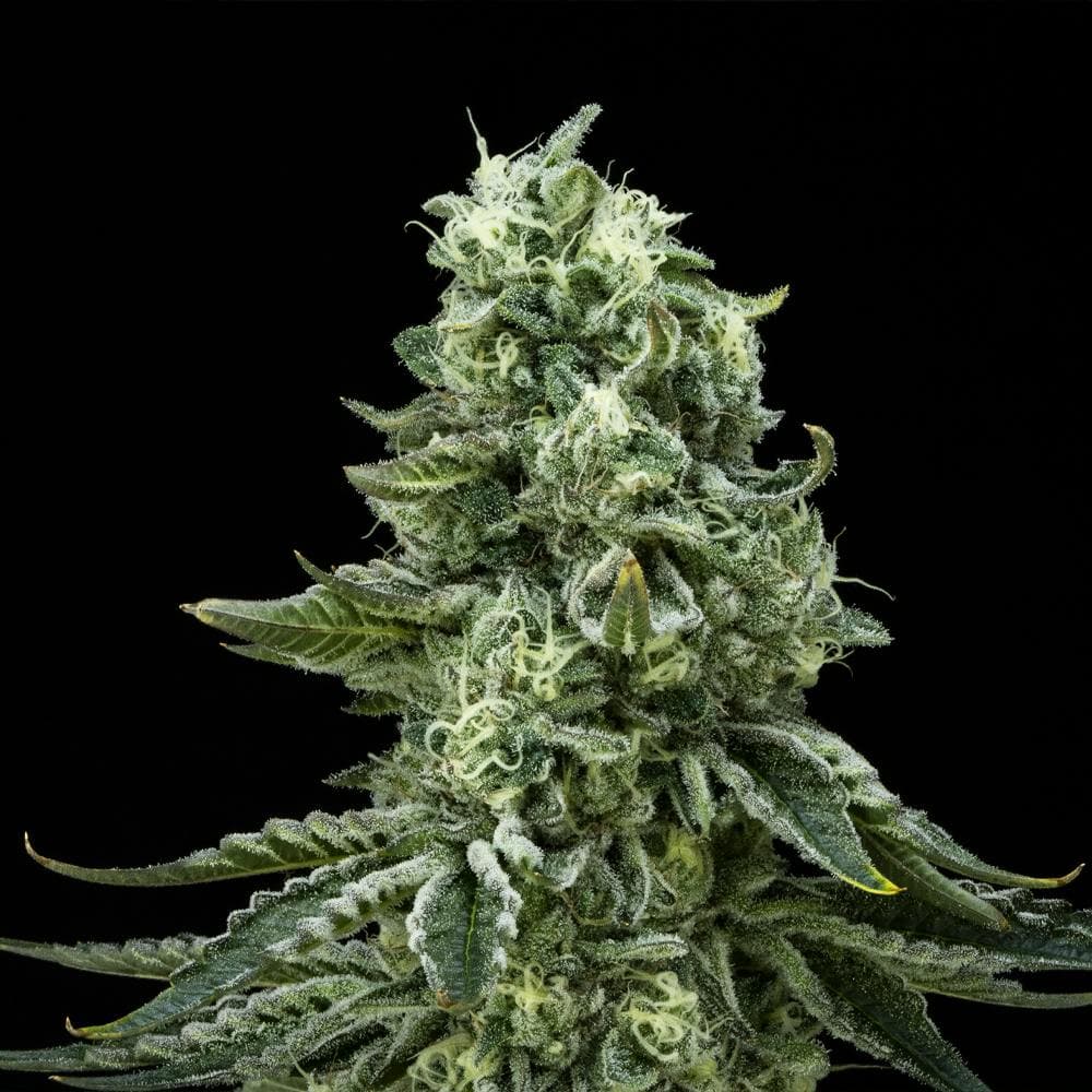 Vanilla Cake FloraCal Hybrid Premium Flower (3.5g)