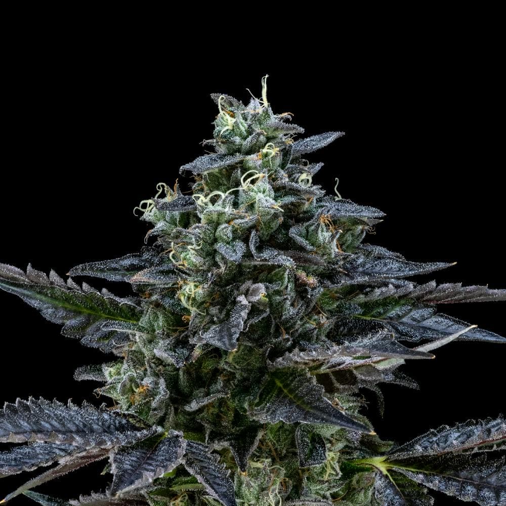 Air Gelato #23 | Hybrid Flower [3.5g]