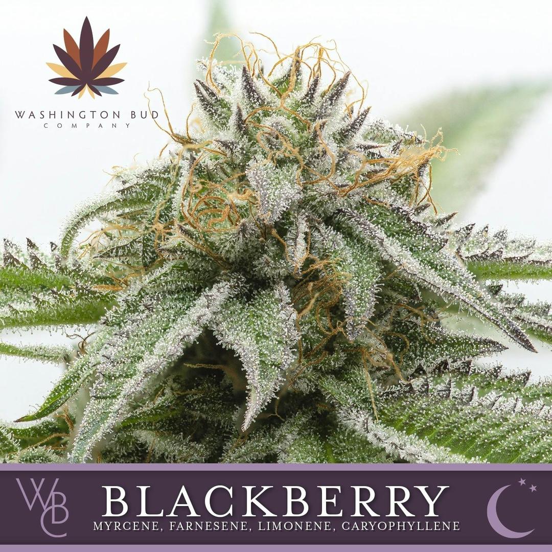 Blackberry Kush