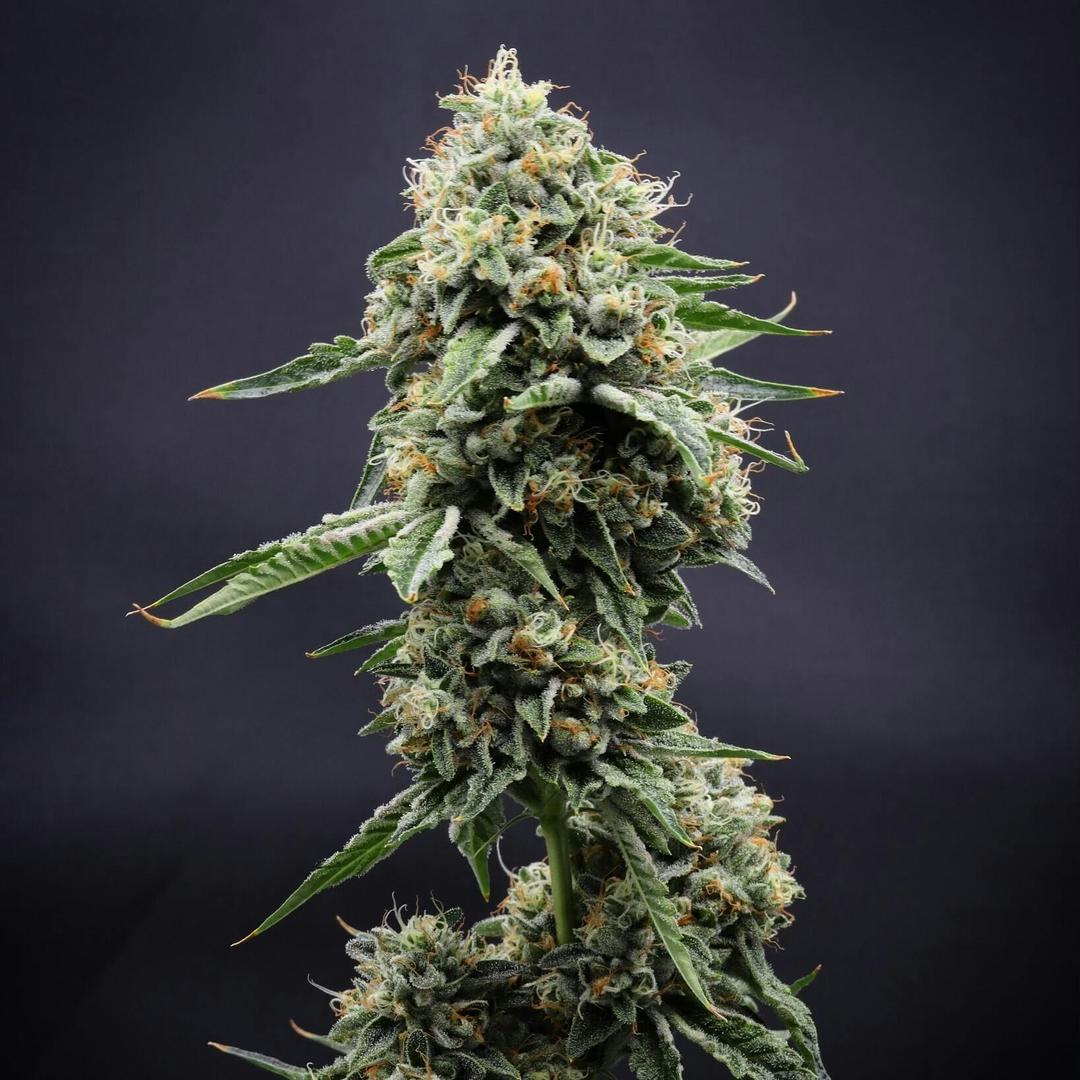 Inadaze | Kosher OG Kush Premium 1/8