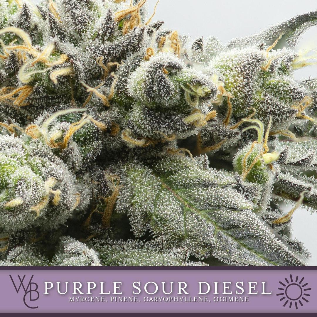 Purple Sour Diesel
