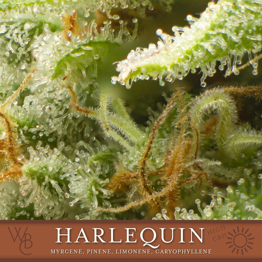 Harlequin