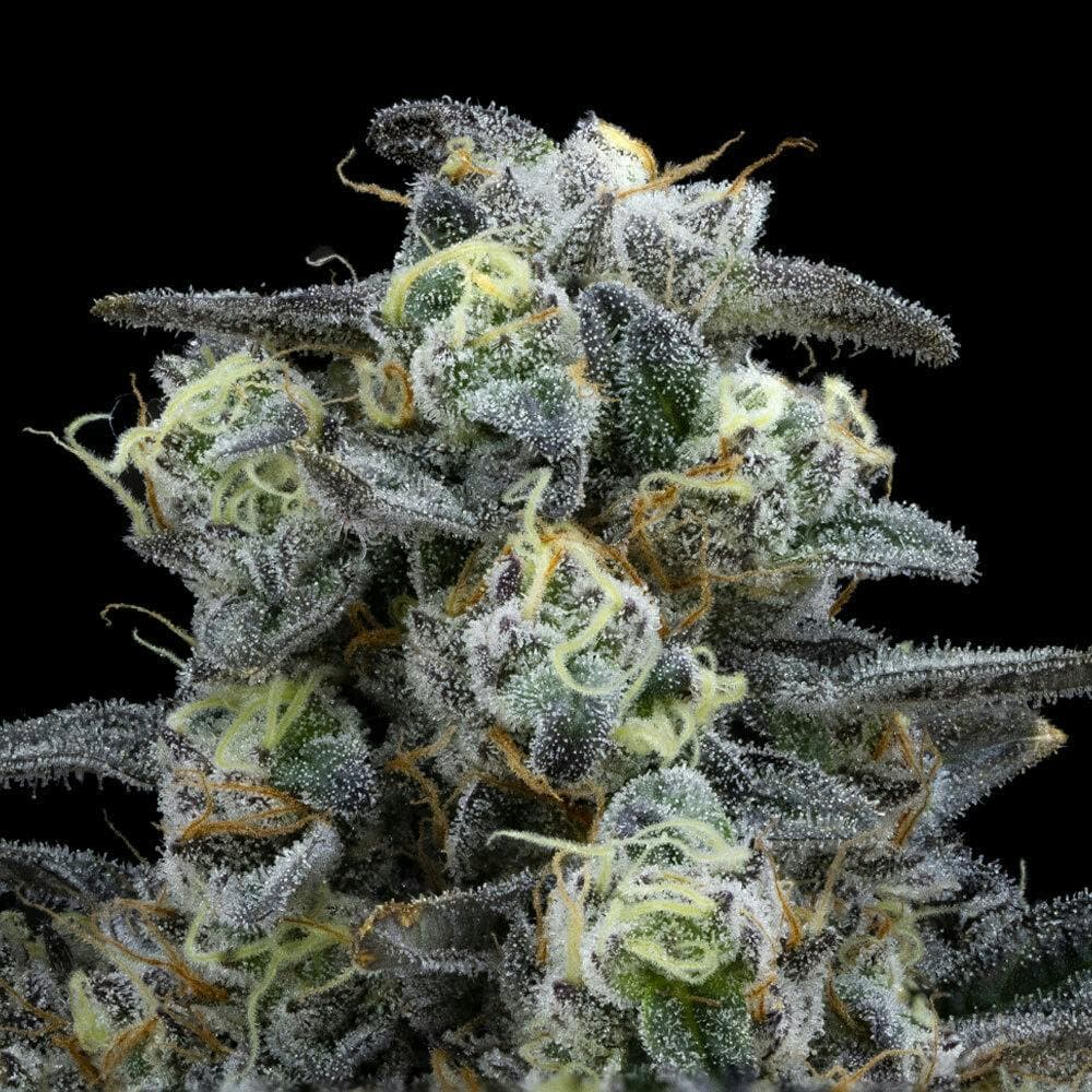 Kush Mints | Indica Flower [3.5g]