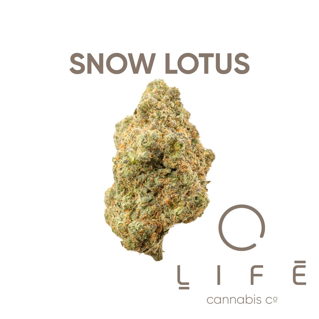 Snow Lotus
