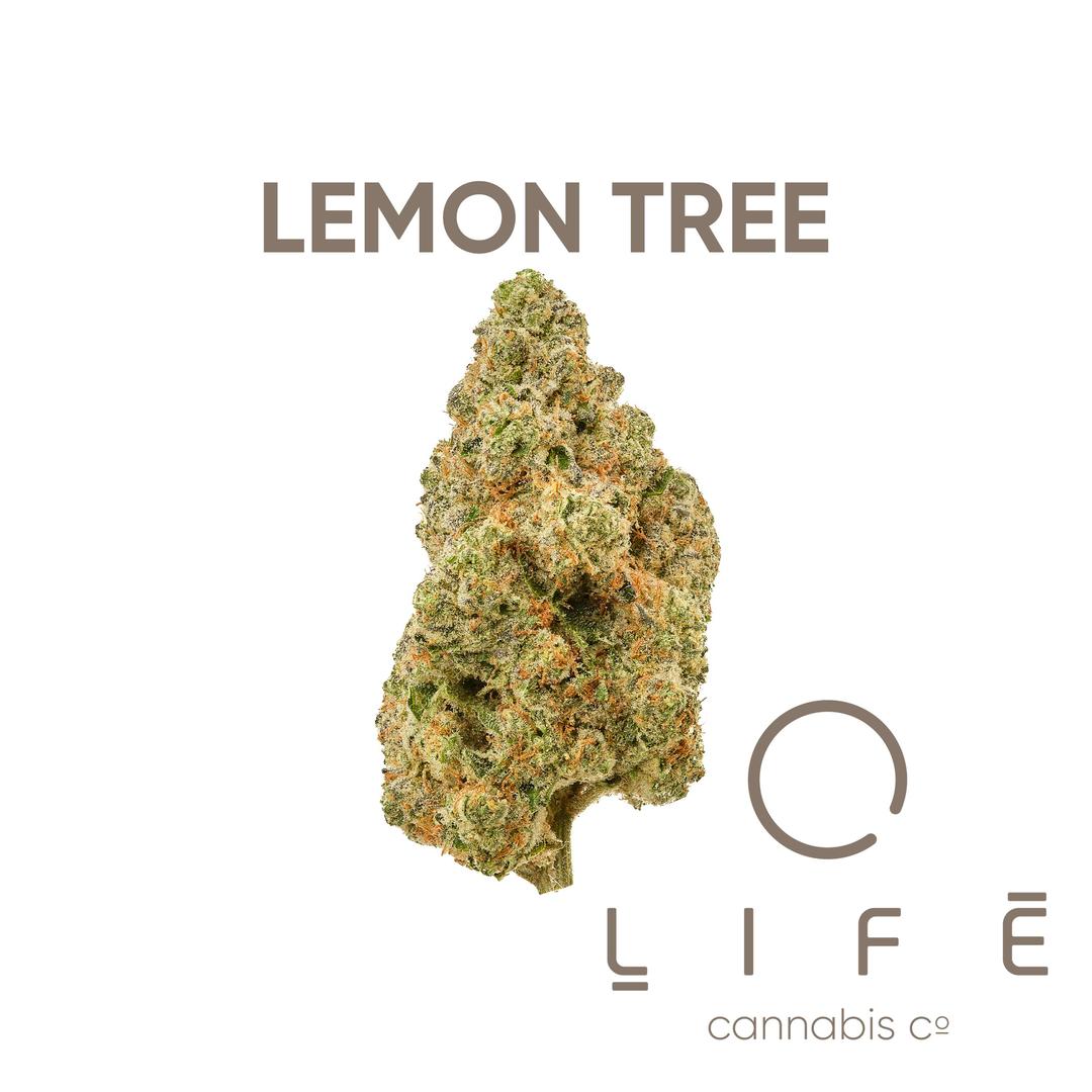 Lemon Tree