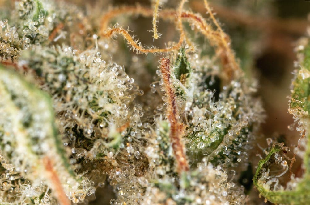Jacky White (1/8th Jar)
