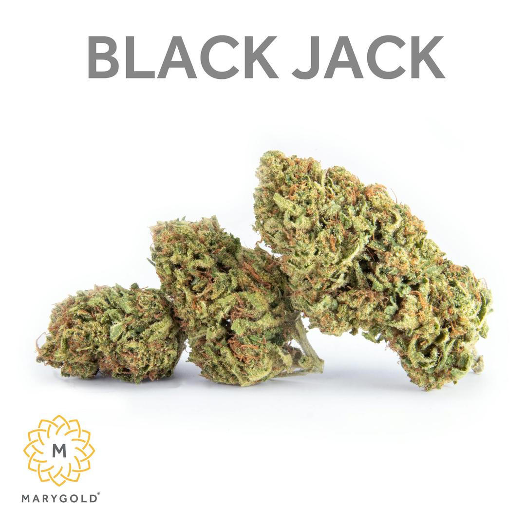 Black Jack (28% THC Sativa)