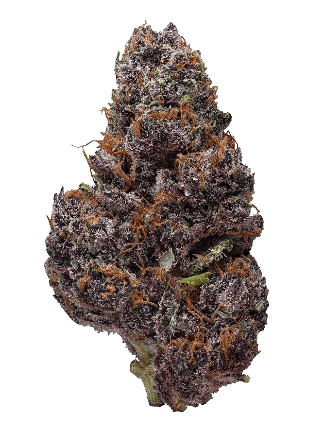 Royal Gas- Nina Ross 14g