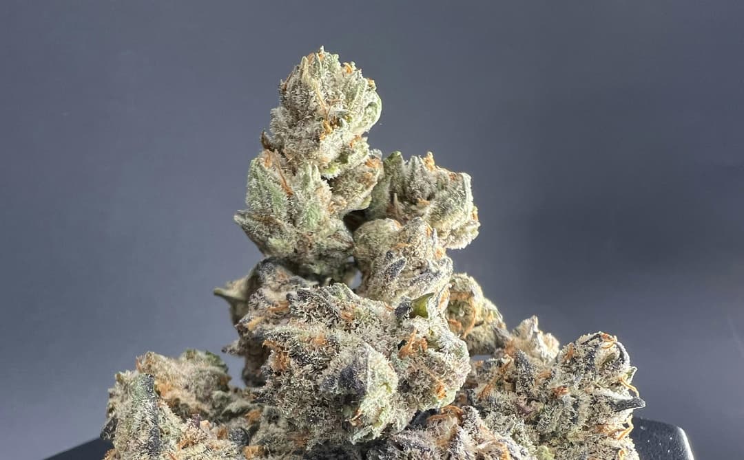 ANIMAL COOKIES