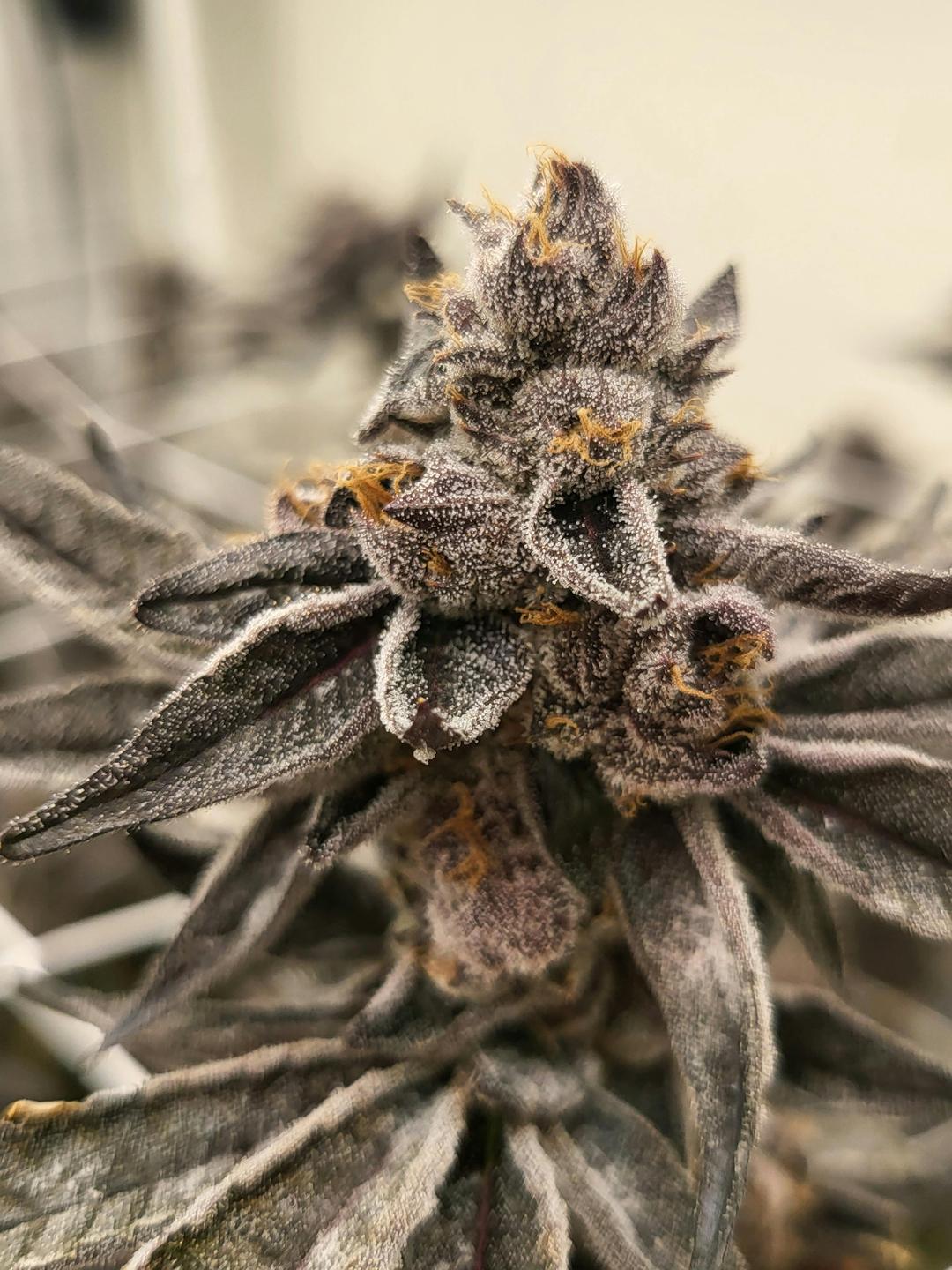 Smoke Weed LA - Gelato Zkittz 1g