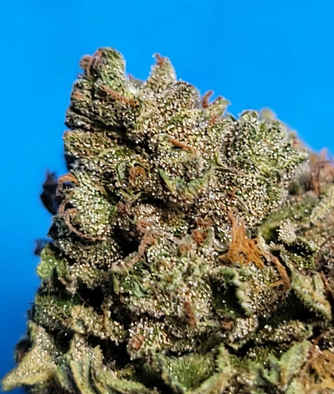 $100 Ounce of the Day - Bluefouria
