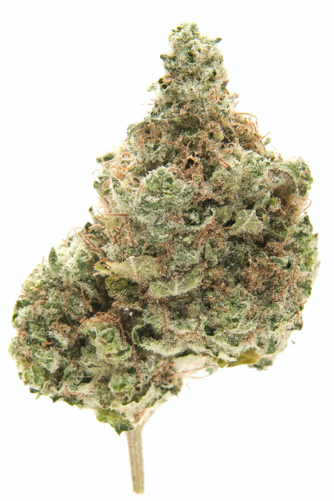 Hash Plant -Indica- 32.00% THC