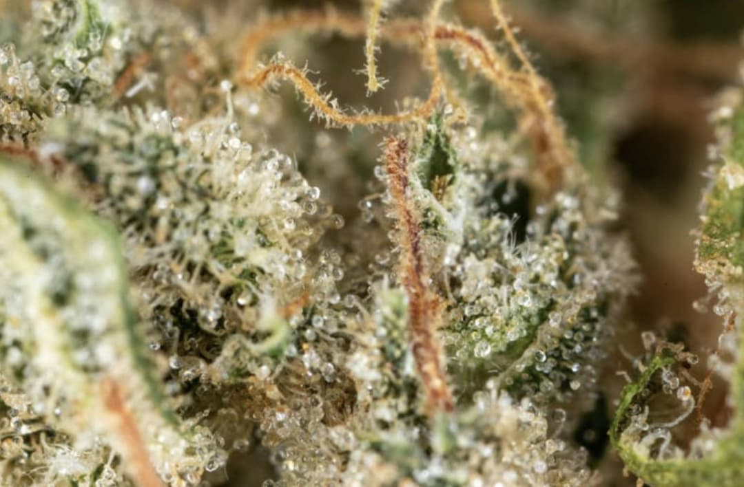 Jacky White (1/2 oz Jar)