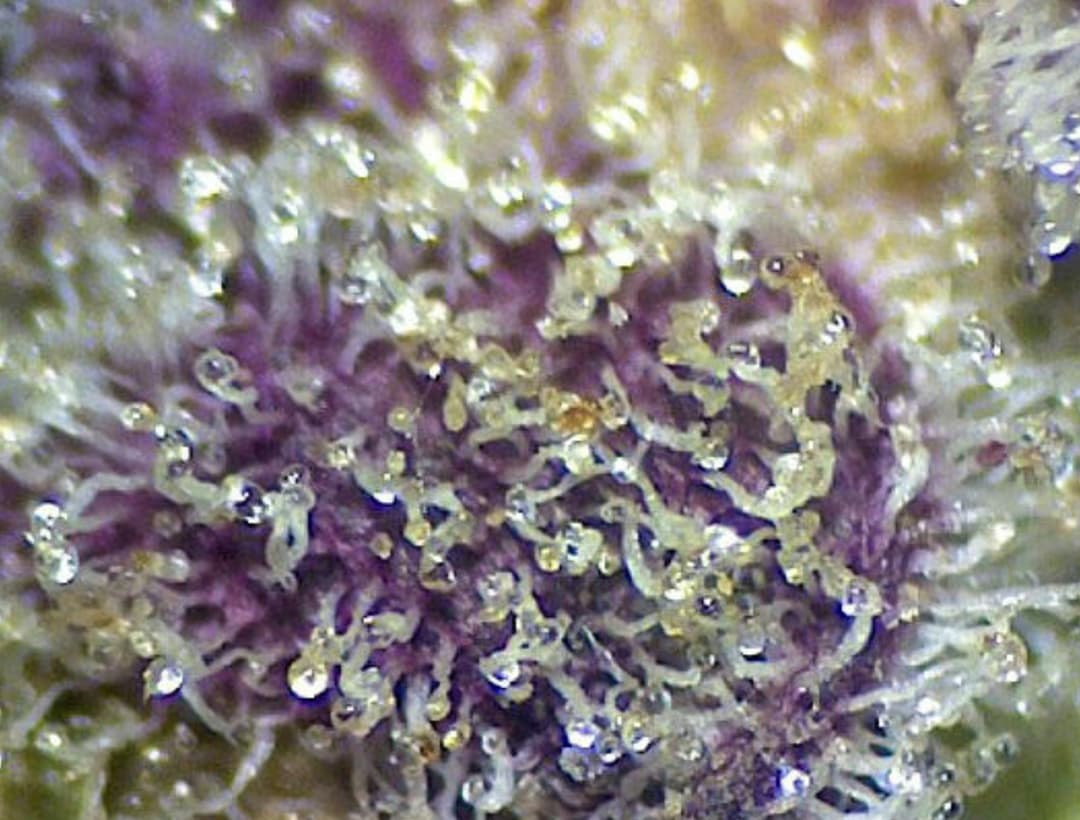 Animal Mints BX1 (Snugs 1/4 oz)