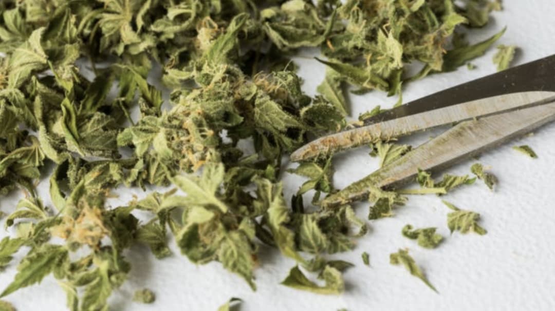 Sour Diesel - Trim 1 oz