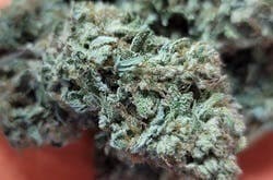 $100 Ounce of the Day - Mimosa