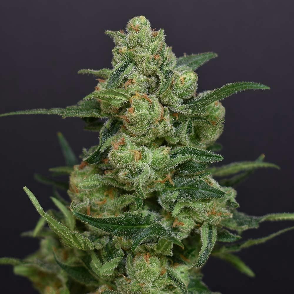 J1 | G-House Flower 3.5g
