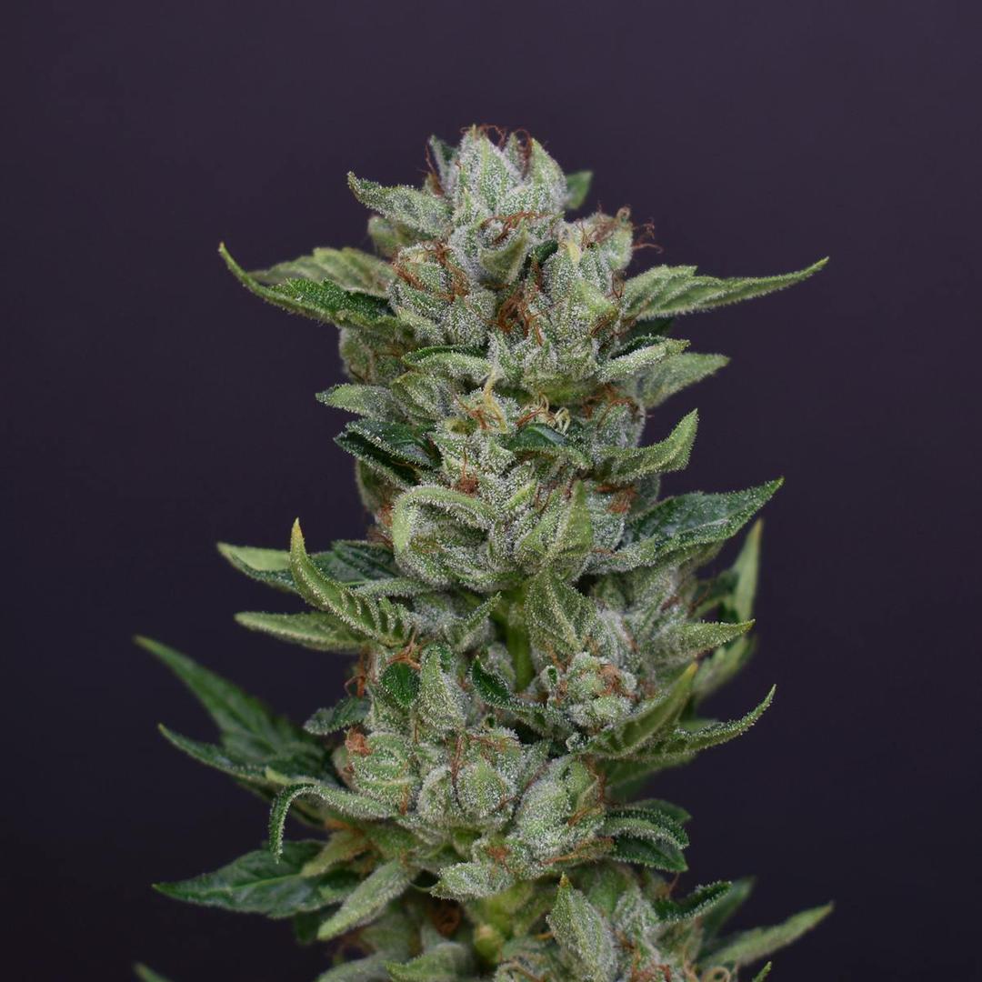 AJ Sour Diesel | MKCO Flower 3.5g