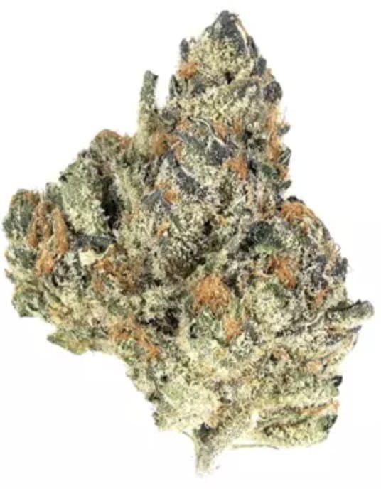 Orange Cookies - Hybrid - 30.96% THC