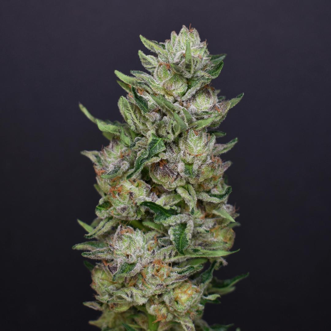Hoof #4 x Gelato 41 #15 | MKCO Flower 3.5g