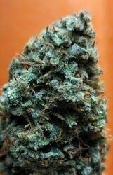 $100 Ounce of the Day - KiX (aka Thai Sour #4)