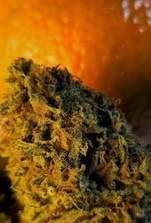 $100 Ounce of the Day - Tangie x Chem