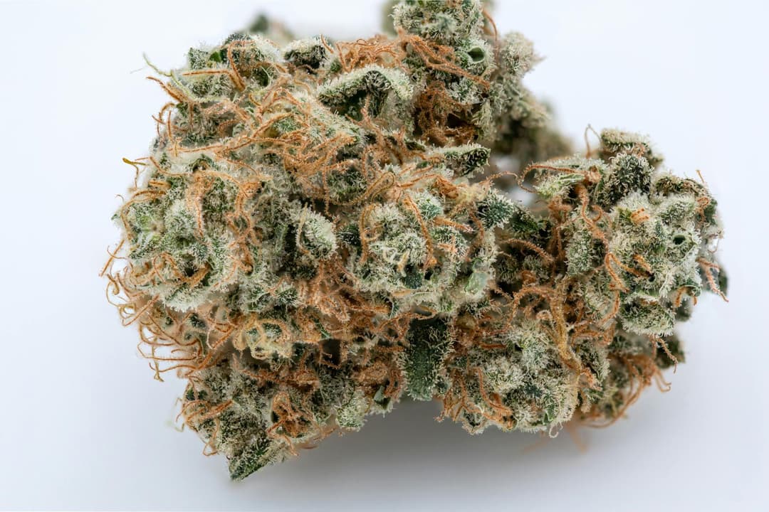 White Russian 2.0 Flower