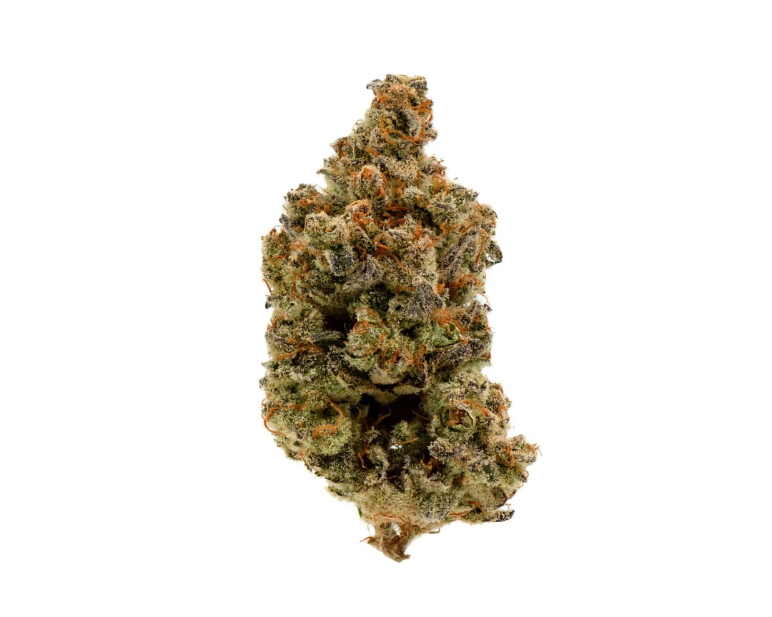 Purple Garlic #3