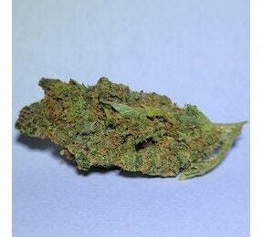 Durban 99