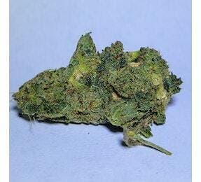 Forest Fire