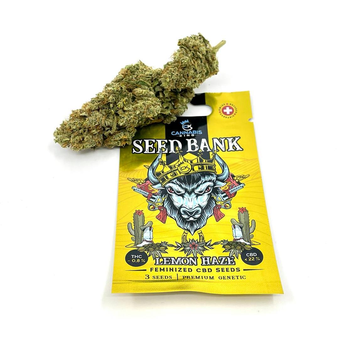 Amnesia Haze Feminized - Cannabis King Genetic Premium Seed Bank