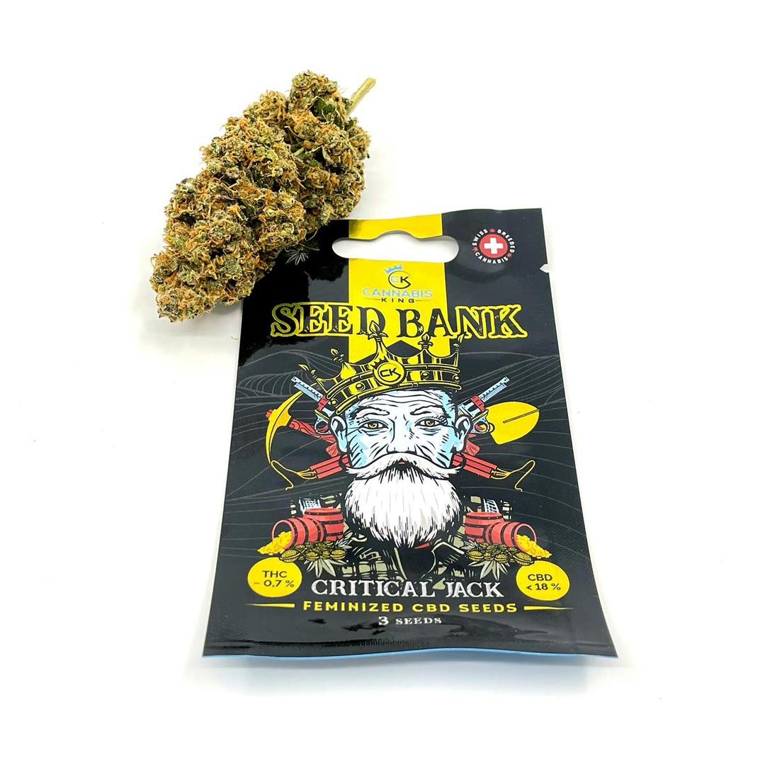 Critical Jack Feminized - Cannabis King Seed Bank