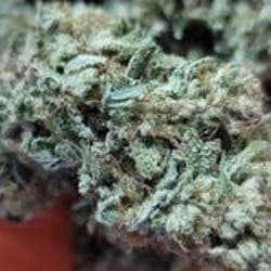 $75 Ounce of the Day - Mimosa - SMALLS ONLY