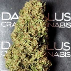 $75 Ounce of the Day - NYPD x GSC - SMALLS ONLY