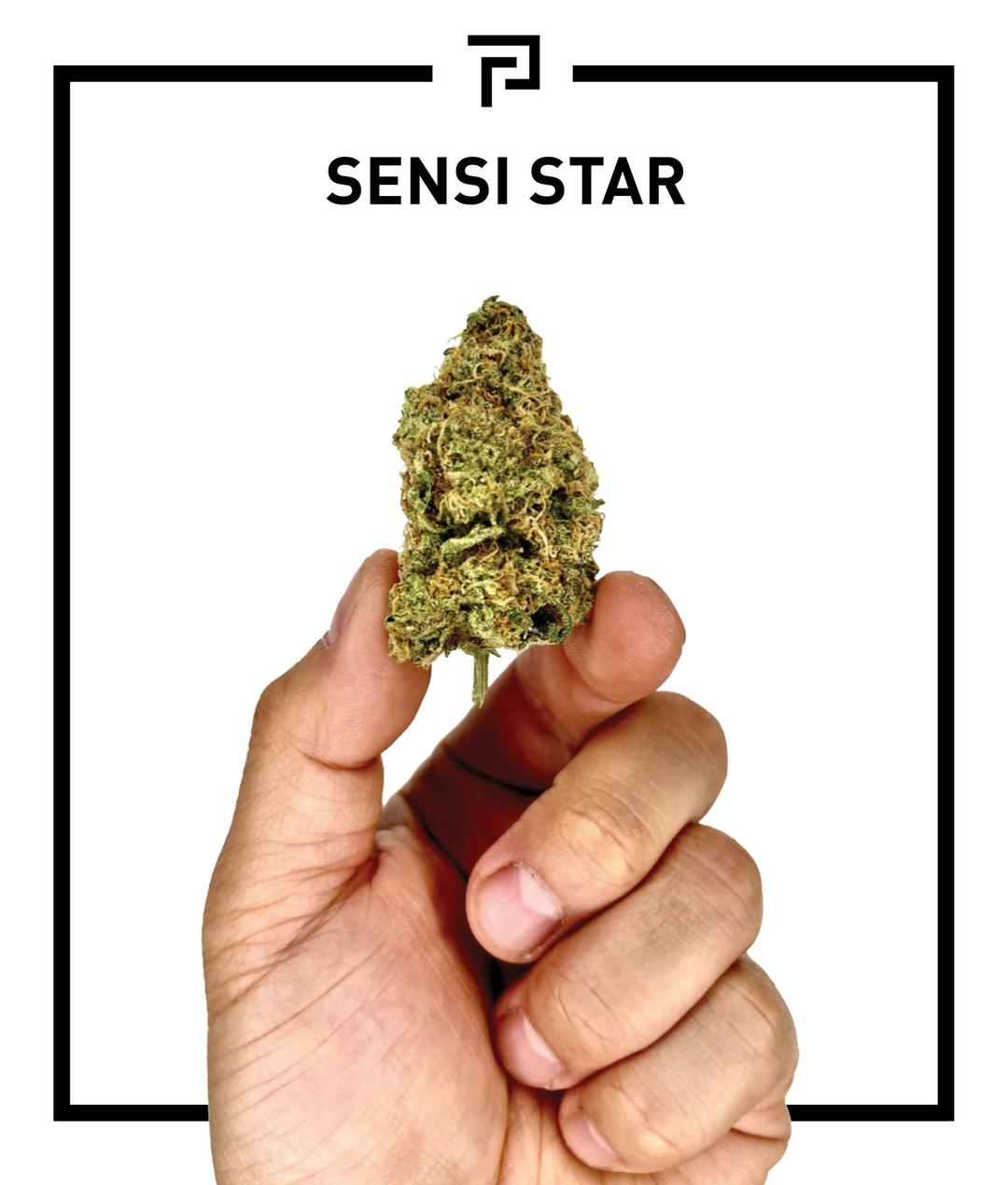 Sensi Star | 3.5g Flower
