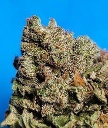 $75 Ounce of the Day - Bluefouria - SMALLS ONLY