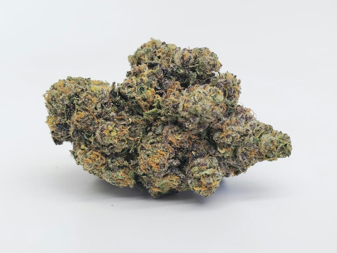 Biscotti x Jealousy F2 - Jar 1/8th
