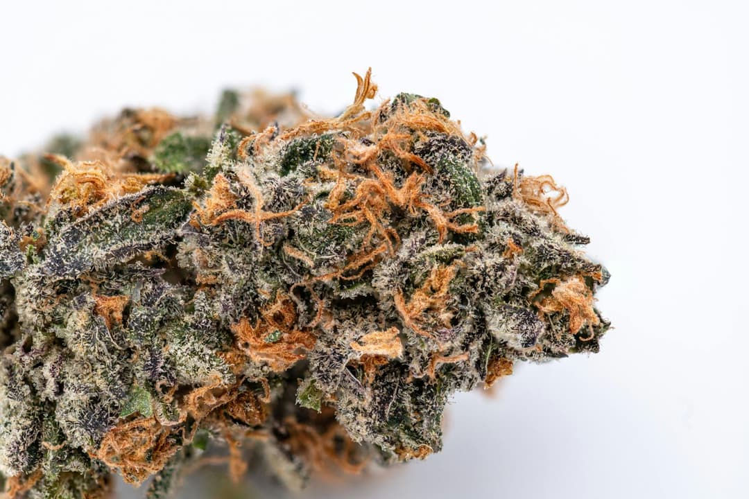 Peanut Butter Breath Flower
