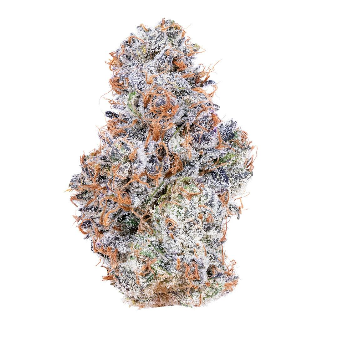 Pantera Limone - Indoor