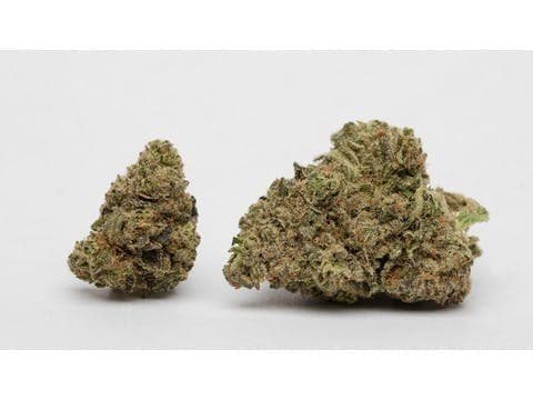 Gorilla Breath