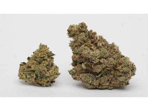 Grease Monkey