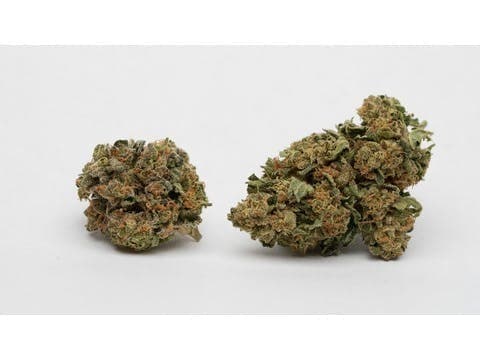Jack Herer