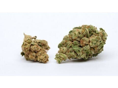 Jupiter Kush