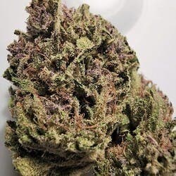 $100 Ounce of the Day - Ancient OG Project