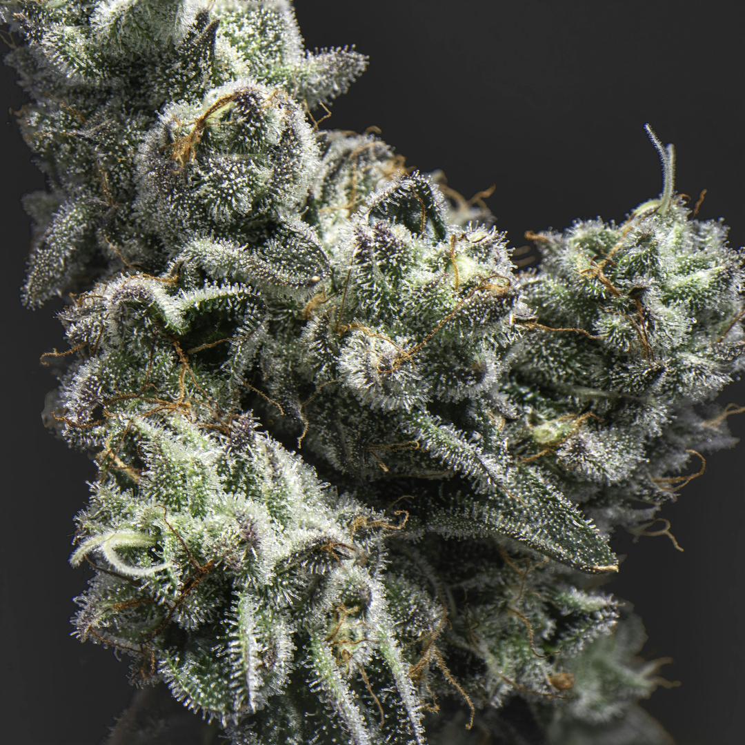 GMO Sherbert