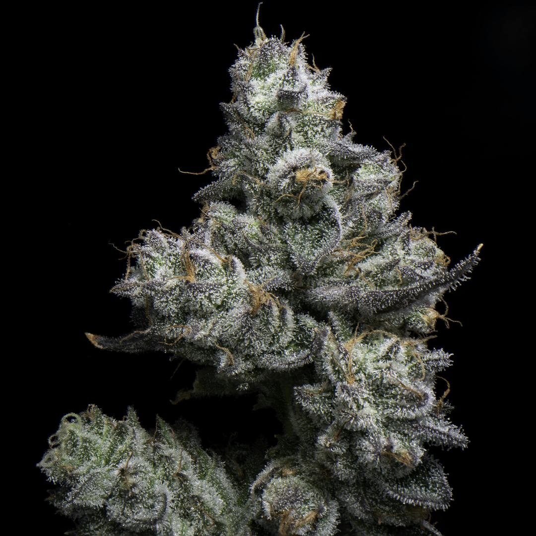 Grease Monkey