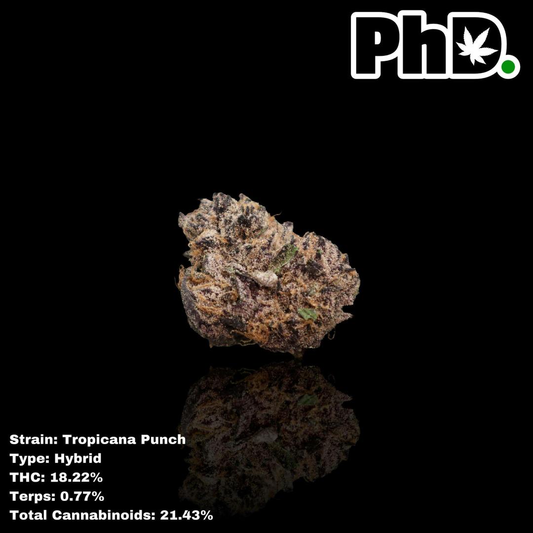 PhD Indoor Flower - Tropicana Punch