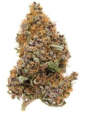 PURPLE URKLE