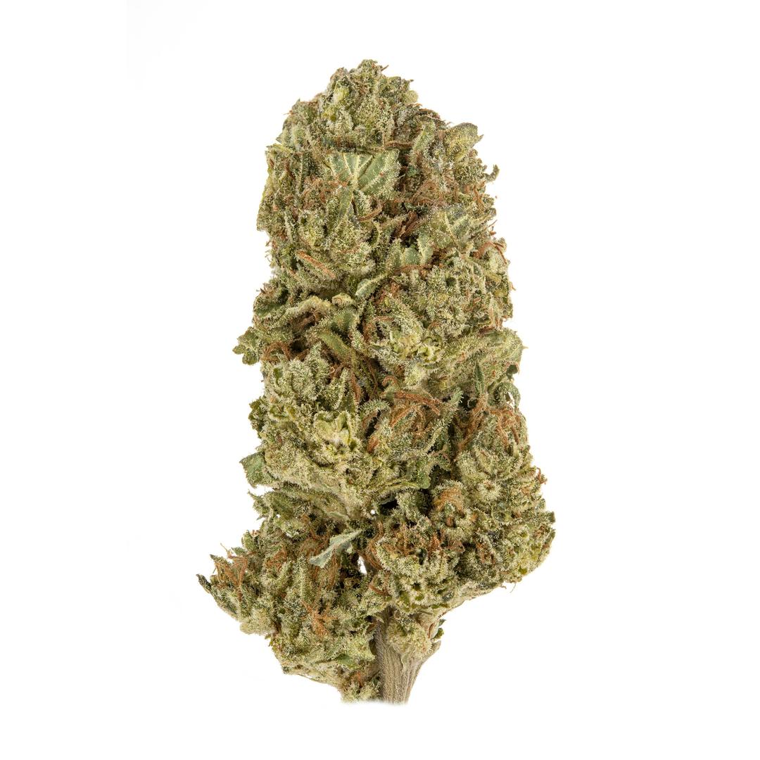 Garlotti Half Ounce
